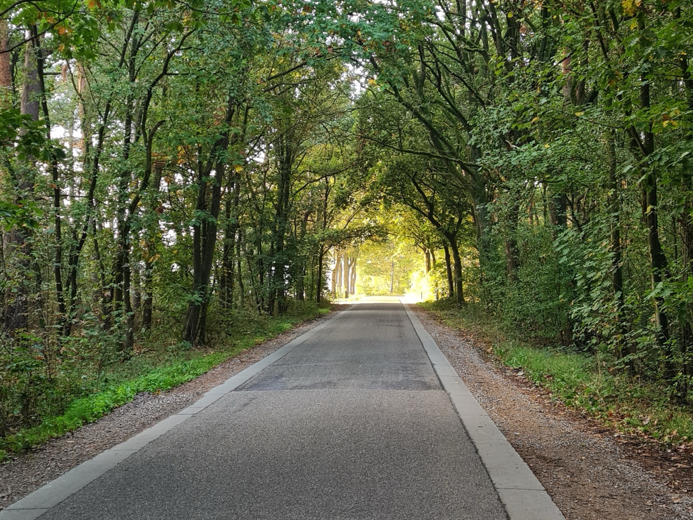 Bosweg onder de bomen, vlak bij het erf