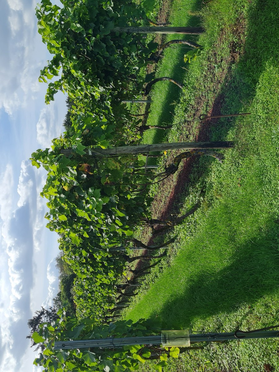 Der Weinberg des Weinguts Deelgaarderberg