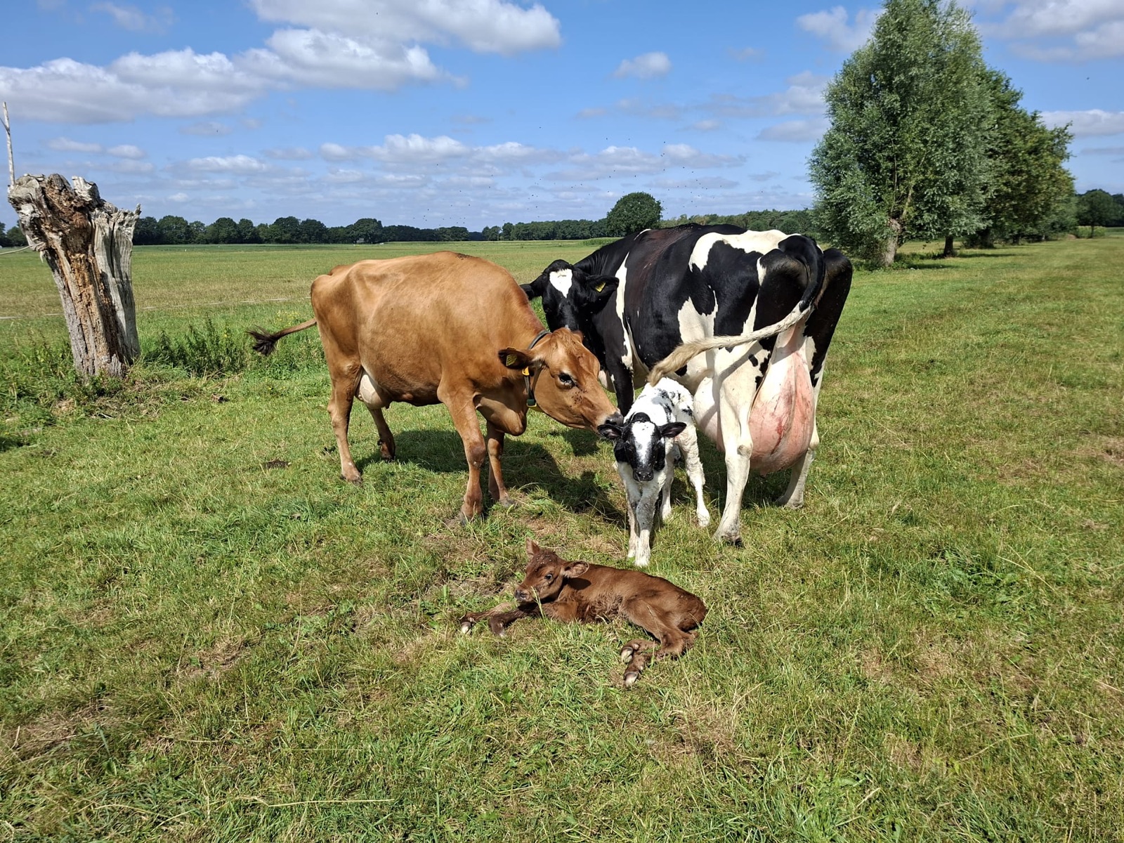 Die ersten Kälbchen des Jahres bei ihren Müttern