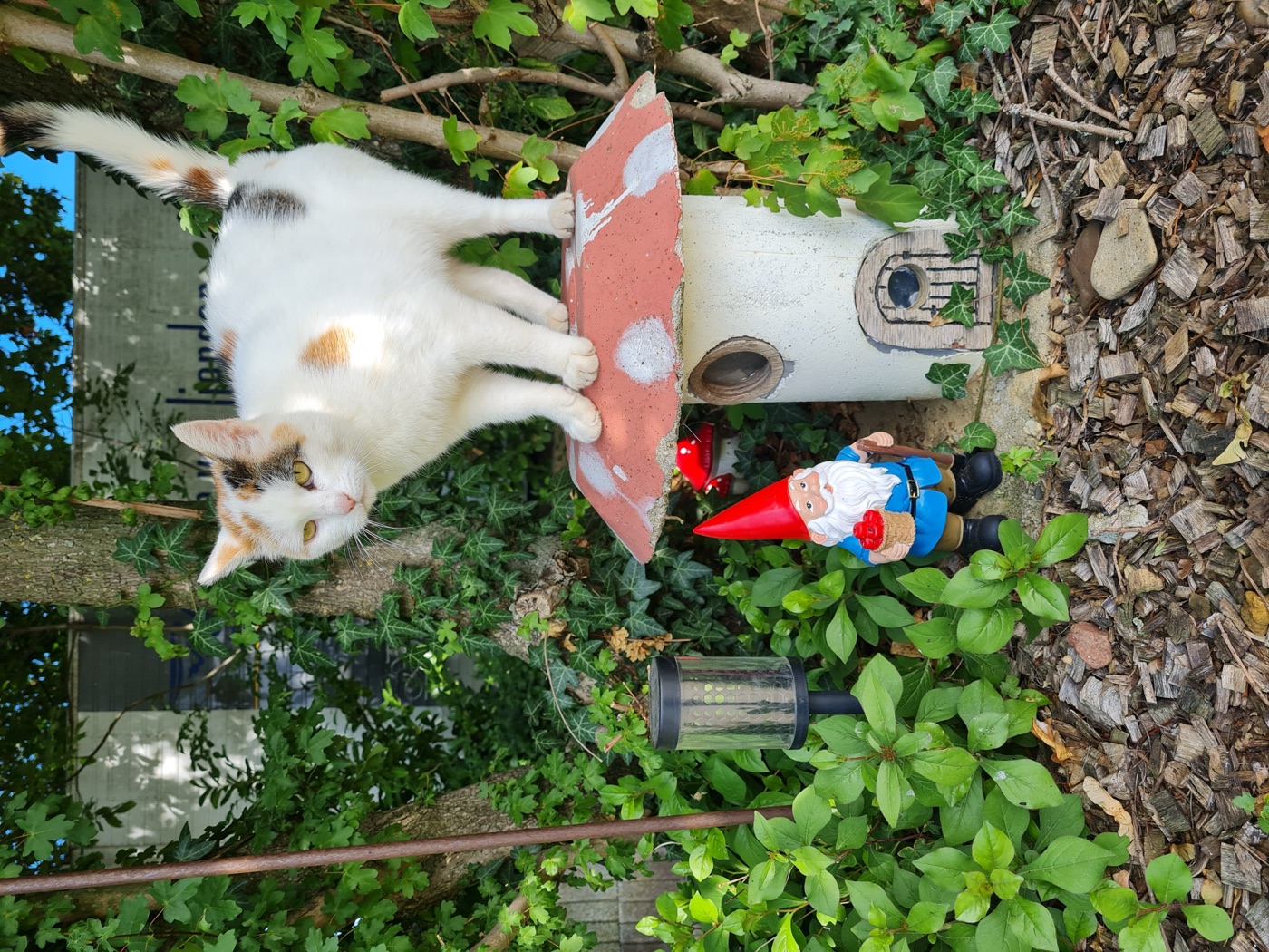 Die Hofkatze auf dem Zwergenhäuschen