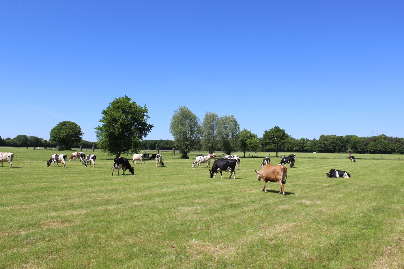 Weite Weide mit grasenden Kühen