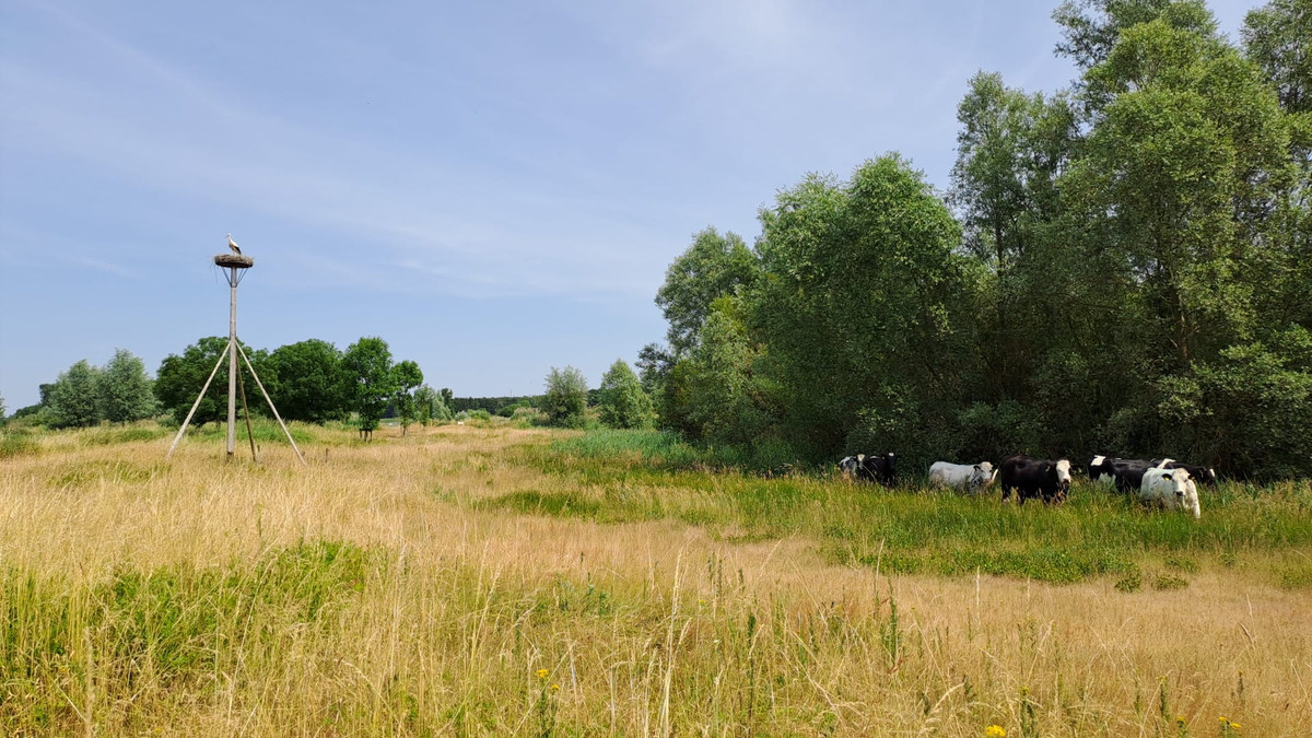 Kühe grasen im Naturschutzgebiet, mit einem Storchennest im Hintergrund