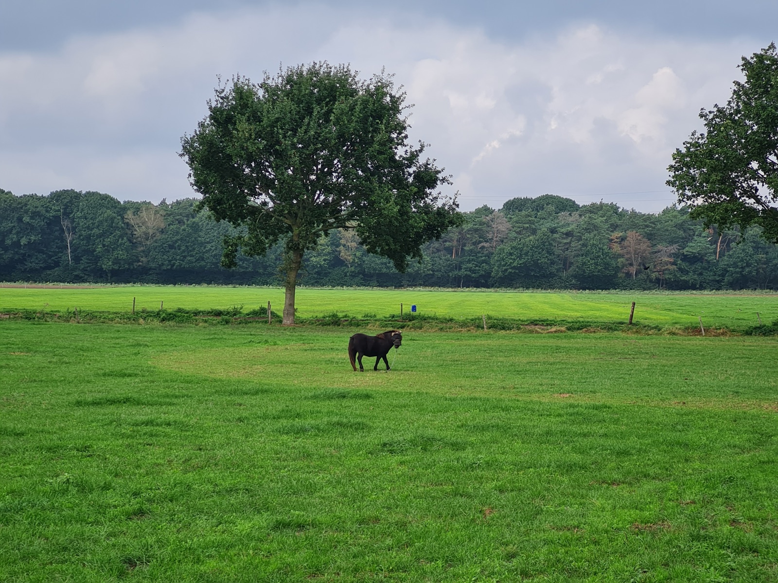 Das Pony auf der Weide neben dem Haus